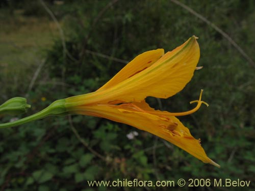 Image of Alstroemeria aurea (Alstromeria dorada / Amancay / Liuto / Rayen-cachu). Click to enlarge parts of image.